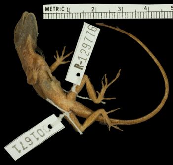 Media type: image;   Herpetology R-129776